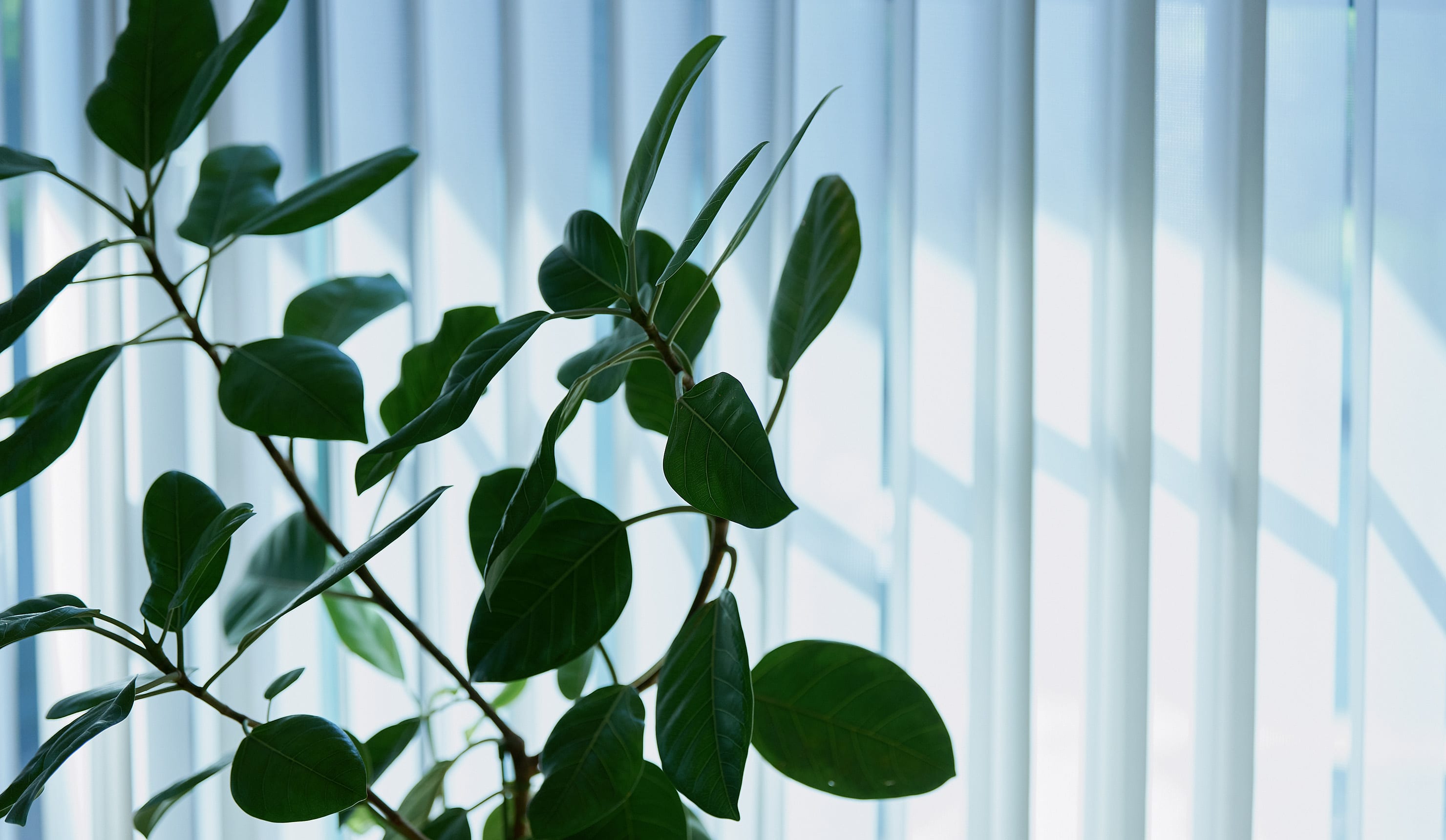 柔らかな光が差し込む窓辺のイメージ